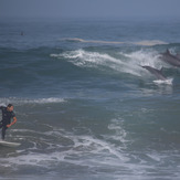 Surfing with dolphins, Puerto Viejo