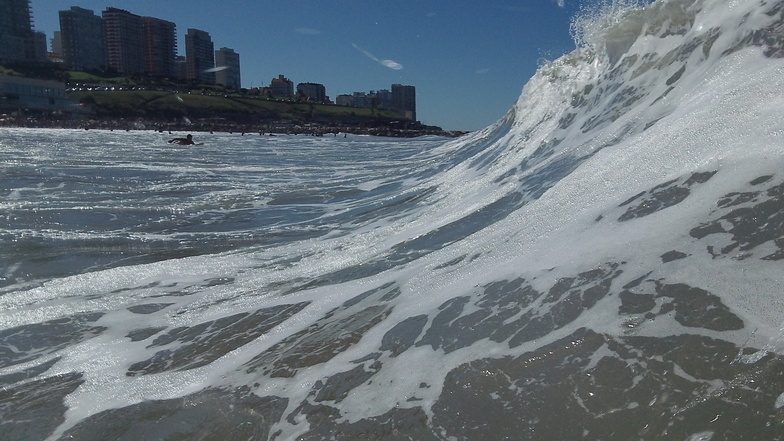 Derecha Playa Grande Mar del Plata Argentina, Biologia (Mar del Plata)