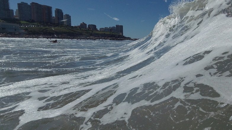 Derecha Playa Grande Mar del Plata Argentina, Biologia (Mar del Plata)