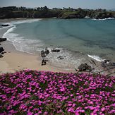 Flowers and Lines, Tapia de Casariego