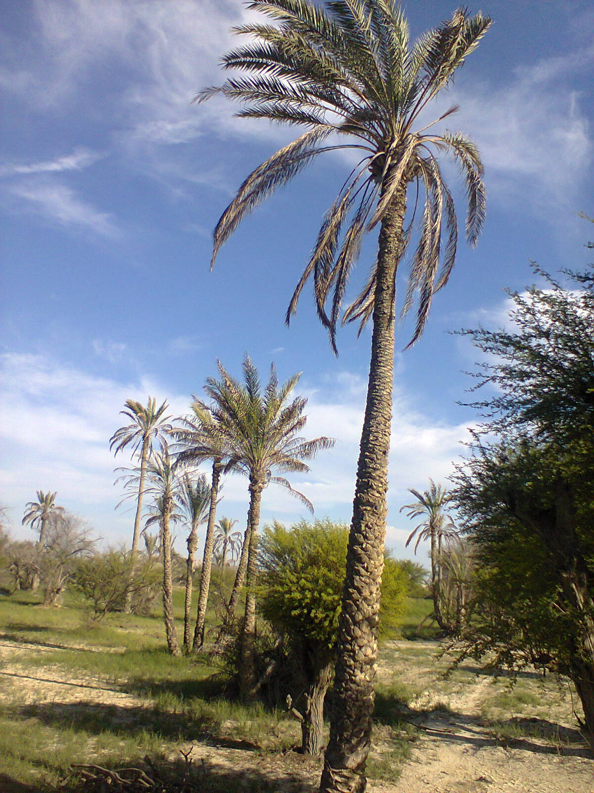 palleri, Pishukan