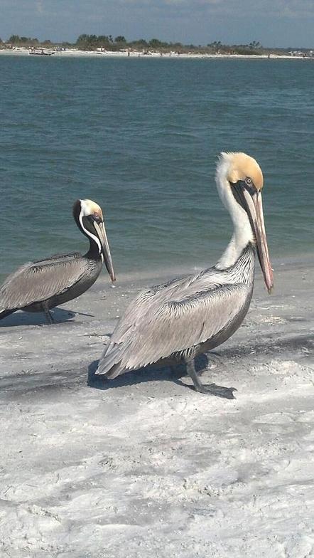 Honeymoon Pelicans, Honeymoon Island