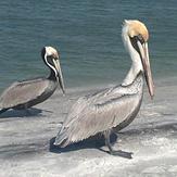 Honeymoon Pelicans, Honeymoon Island