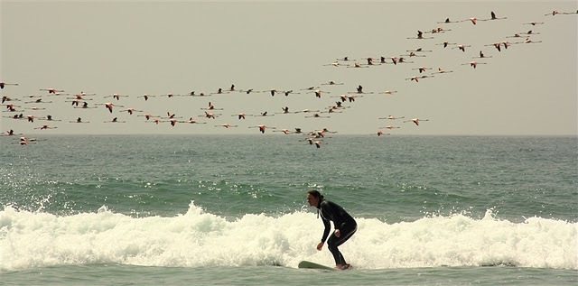 Surf Berbere Taghazout Morocco, Panoramas