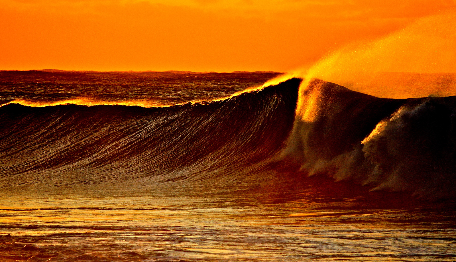 bombi rights, Clovelly Bombie