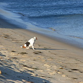 Surf Hound waits for a good set, The Hut - Paradise Cove