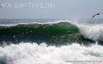 Real Surf Trips