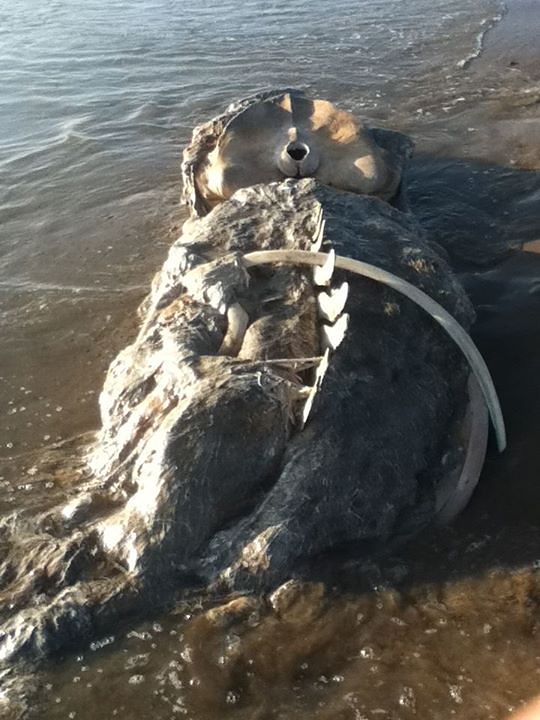 whale looking like a lizard, Oxnard Shores