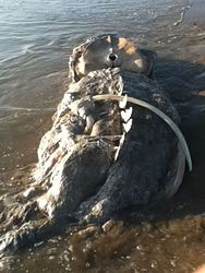 whale looking like a lizard, Oxnard Shores photo