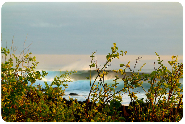 Seeing Behind, Tongo Reef