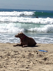 Left Break at Dog Beach/Huntington Cliffs w/dog photo