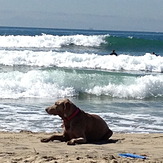 Left Break at Dog Beach/Huntington Cliffs w/dog