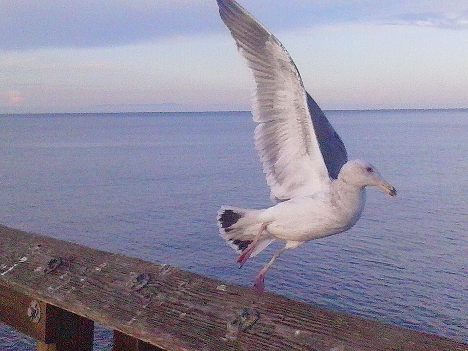 seagull in flight off Ventura Pier, Ventura Point