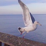 seagull in flight off Ventura Pier, Ventura Point