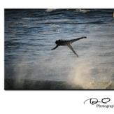 Air Barney, Steamer Lane-The Slot